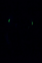 eyes